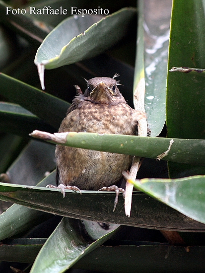 Merli in giardino